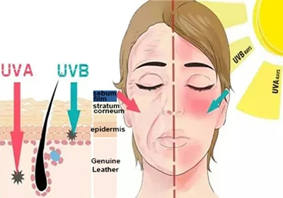 phloretin powder sunscreen phloretin powder sunscreen